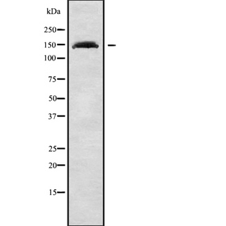 POLG Antibody - Western blot analysis of POLG1 using COLO205 whole cells lysates