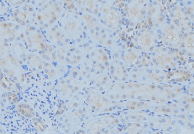 POLG Antibody - 1:100 staining mouse kidney tissue by IHC-P. The sample was formaldehyde fixed and a heat mediated antigen retrieval step in citrate buffer was performed. The sample was then blocked and incubated with the antibody for 1.5 hours at 22°C. An HRP conjugated goat anti-rabbit antibody was used as the secondary.