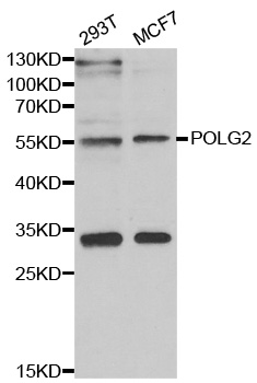 POLG2 Antibody - Western blot analysis of extracts of various cell lines.