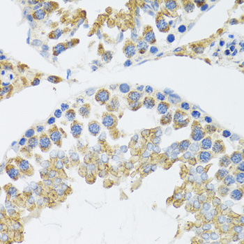 POLG2 Antibody - Immunohistochemistry of paraffin-embedded mouse testis tissue.