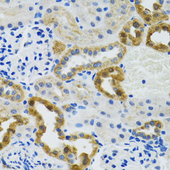 POLG2 Antibody - Immunohistochemistry of paraffin-embedded mouse kidney tissue.