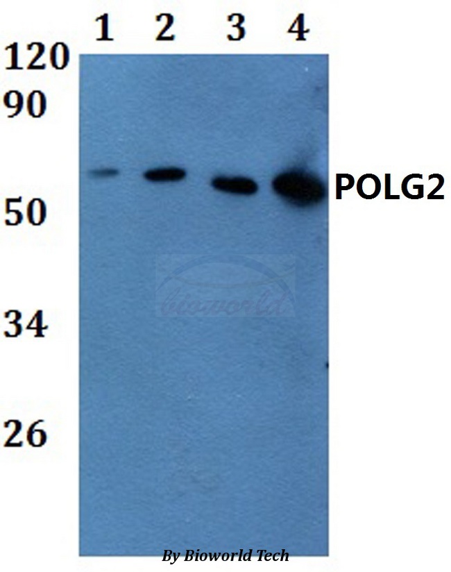 POLG2 Antibody - Western blot of POLG2 antibody at 1:500 dilution. Lane 1: A549 whole cell lysate. Lane 2: HeLa whole cell lysate. Lane 3: H9C2 whole cell lysate. Lane 4: SP20 whole cell lysate.