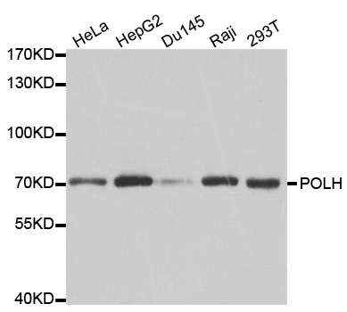 POLH / DNA Polymerase Eta Antibody - Western blot analysis of extracts of various cell lines, using POLH antibody.