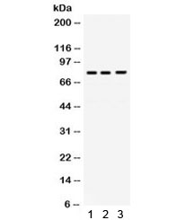 POLH / DNA Polymerase Eta Antibody