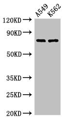 POLH / DNA Polymerase Eta Antibody - Western Blot Positive WB detected in:A549 whole cell lysate,K562 whole cell lysate All Lanes:POLH antibody at 2.8µg/ml Secondary Goat polyclonal to rabbit IgG at 1/50000 dilution Predicted band size: 79,47 KDa Observed band size: 79 KDa