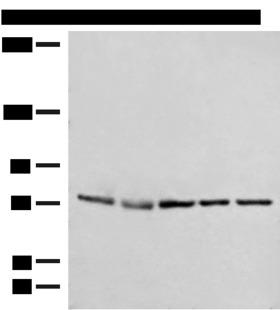 POLH / DNA Polymerase Eta Antibody - Western blot analysis of A172 231 Jurkat HepG2 and Hela cell lysates  using POLH Polyclonal Antibody at dilution of 1:300