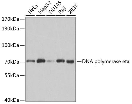 POLH / DNA Polymerase Eta Antibody - Western blot analysis of extracts of various cell lines using DNA polymerase eta Polyclonal Antibody at dilution of 1:1000.