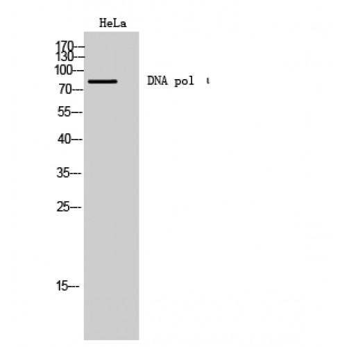 POLI Antibody - Western blot of DNA pol iota antibody