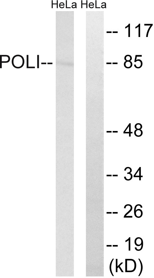 POLI Antibody - Western blot analysis of lysates from HeLa cells, using POLI Antibody. The lane on the right is blocked with the synthesized peptide.
