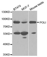 POLI Antibody - Western blot analysis of extracts of various cell lines.