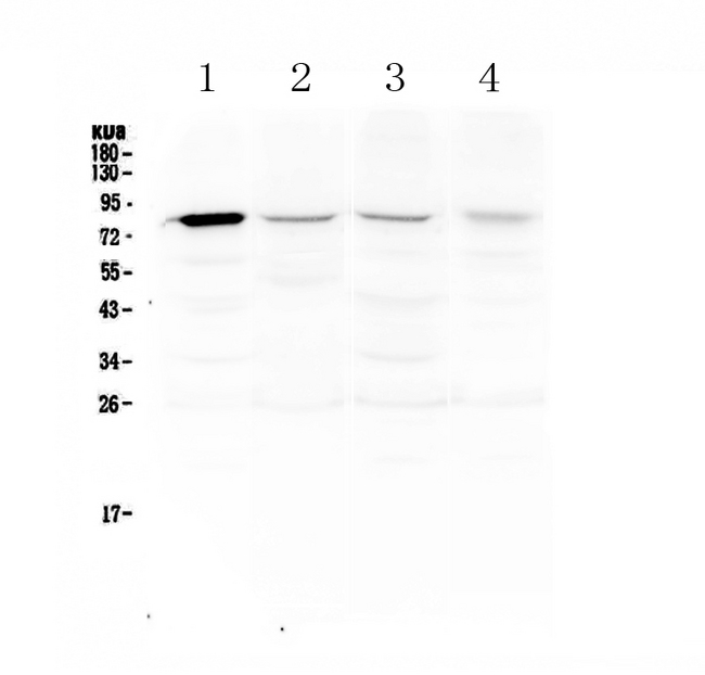 POLI Antibody - Western blot - Anti-DNA Polymerase iota Picoband antibody