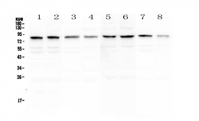 POLI Antibody - Western blot - Anti-DNA Polymerase iota Picoband antibody