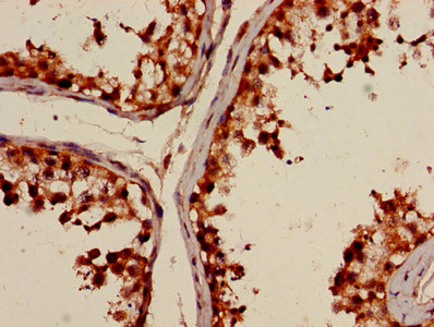 POLI Antibody - Immunohistochemistry image of paraffin-embedded human testis tissue at a dilution of 1:100