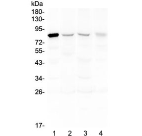 POLI Antibody - Western blot testing of human 1) HeLa, 2) placenta, 3) A549 and 4) SK-OV-3 lysate with DNA Polymerase iota antibody at 0.5ug/ml. Predicted molecular weight ~83 kDa.
