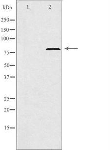 POLI Antibody - Western blot analysis of extracts of HeLa cells using POLI antibody. The lane on the left is treated with the antigen-specific peptide.
