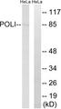 POLI Antibody - Western blot analysis of extracts from HeLa cells, using POLI antibody.