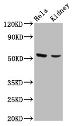 POLK / DNA Polymerase Kappa Antibody - Positive Western Blot detected in Hela whole cell lysate, Mouse kidney tissue. All lanes: POLK antibody at 4.2 µg/ml Secondary Goat polyclonal to rabbit IgG at 1/50000 dilution. Predicted band size:99, 55, 77, 43, 56, 53, 43, 89 KDa. Observed band size: 55 KDa