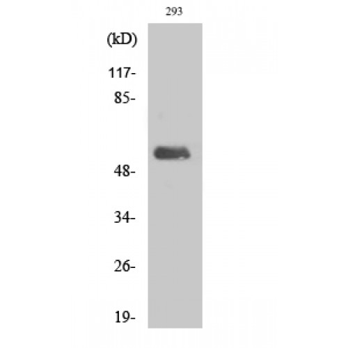POLL / DNA Polymerase Lambda Antibody - Western blot of DNA pol lambda antibody