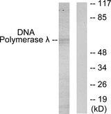 POLL / DNA Polymerase Lambda Antibody - Western blot analysis of extracts from 293 cells, using DNA Polymerase ? antibody.