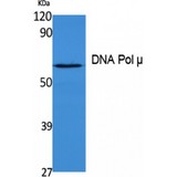POLM / DNA Polymerase Mu Antibody - Western blot of DNA Polymerase Mu antibody