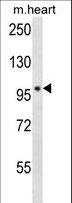 POLN Antibody - POLN Antibody western blot of mouse heart tissue lysates (35 ug/lane). The POLN antibody detected the POLN protein (arrow).