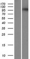 POLN Protein - Western validation with an anti-DDK antibody * L: Control HEK293 lysate R: Over-expression lysate