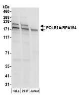 POLR1A Antibody - Detection of human POLR1A/RPA194 by western blot. Samples: Whole cell lysate (50 µg) from HeLa, HEK293T, and Jurkat cells prepared using NETN lysis buffer. Antibody: Affinity purified rabbit anti-POLR1A/RPA194 antibody used for WB at 0.1 µg/ml. Detection: Chemiluminescence with an exposure time of 3 seconds.