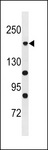 POLR1A Antibody - POLR1A Antibody western blot of A375 cell line lysates (35 ug/lane). The POLR1A antibody detected the POLR1A protein (arrow).