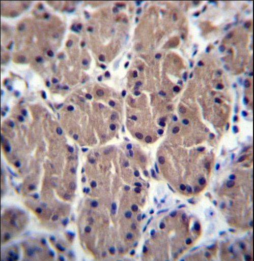 POLR1B Antibody - POLR1B Antibody immunohistochemistry of formalin-fixed and paraffin-embedded human stomach tissue followed by peroxidase-conjugated secondary antibody and DAB staining.