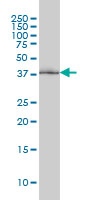 POLR1C / RPA39 Antibody - POLR1C monoclonal antibody (M01), clone 3A5-H2 Western blot of POLR1C expression in K-562.