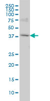 POLR1C / RPA39 Antibody - POLR1C monoclonal antibody (M05), clone M1 Western blot of POLR1C expression in HeLa.