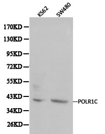 POLR1C / RPA39 Antibody - Western blot of POLR1C pAb in extracts from K562 and SW480 cells.