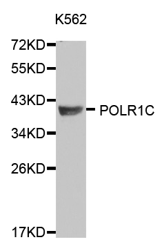POLR1C / RPA39 Antibody - Western blot analysis of extracts of K562 and SW480 cells.