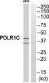 POLR1C / RPA39 Antibody - Western blot analysis of extracts from A549 cells, using POLR1C antibody.