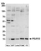 POLR1D Antibody - Detection of human and mouse POLR1D by western blot. Samples: Whole cell lysate (50 µg) from HeLa, HEK293T, Jurkat, mouse TCMK-1, and mouse NIH 3T3 cells prepared using NETN lysis buffer. Antibody: Affinity purified rabbit anti-POLR1D antibody used for WB at 1 µg/ml. Detection: Chemiluminescence with an exposure time of 3 minutes.
