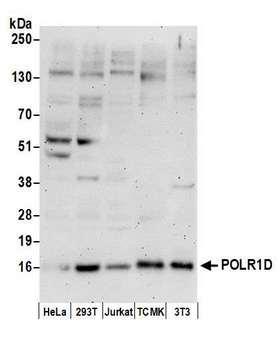 POLR1D Antibody - Detection of human and mouse POLR1D by western blot. Samples: Whole cell lysate (50 µg) from HeLa, HEK293T, Jurkat, mouse TCMK-1, and mouse NIH 3T3 cells prepared using NETN lysis buffer. Antibody: Affinity purified rabbit anti-POLR1D antibody used for WB at 1 µg/ml. Detection: Chemiluminescence with an exposure time of 3 minutes.