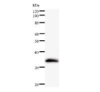 POLR1D Antibody - Western blot analysis of immunized recombinant protein, using anti-POLR1D monoclonal antibody.