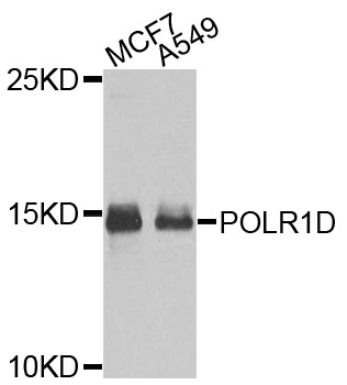 POLR1D Antibody - Western blot analysis of extracts of various cells.