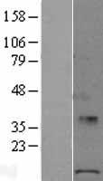 POLR1D Protein - Western validation with an anti-DDK antibody * L: Control HEK293 lysate R: Over-expression lysate
