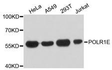 POLR1E Antibody - Western blot analysis of extracts of various cell lines, using POLR1E antibody at 1:3000 dilution. The secondary antibody used was an HRP Goat Anti-Rabbit IgG (H+L) at 1:10000 dilution. Lysates were loaded 25ug per lane and 3% nonfat dry milk in TBST was used for blocking. An ECL Kit was used for detection and the exposure time was 30s.