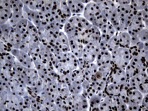POLR2A / RNA polymerase II Antibody - Immunohistochemical staining of paraffin-embedded Human pancreas tissue within the normal limits using anti-POLR2A mouse monoclonal antibody. (Heat-induced epitope retrieval by 1mM EDTA in 10mM Tris buffer. (pH8.5) at 120°C for 3 min. (1:500)