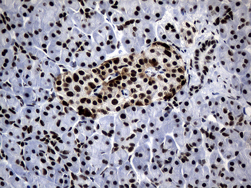 POLR2A / RNA polymerase II Antibody - Immunohistochemical staining of paraffin-embedded Human pancreas tissue within the normal limits using anti-POLR2A mouse monoclonal antibody. (Heat-induced epitope retrieval by 1mM EDTA in 10mM Tris buffer. (pH8.5) at 120°C for 3 min. (1:500)