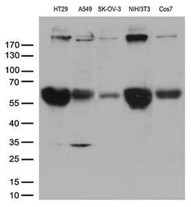 POLR2A / RNA polymerase II Antibody - Western blot analysis of extracts. (35ug) from 5 different cell lines by using anti-POLR2A monoclonal antibody. 1:500`