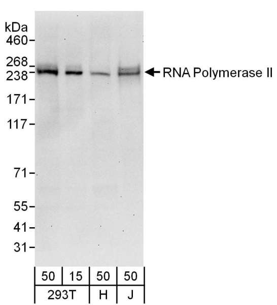 POLR2A / RNA polymerase II Antibody - Detection of Human RNA Polymerase II by Western Blot. Samples: Whole cell lysate from 293T (15 and 50 ug), HeLa (H; 50 ug), and Jurkat (J; 50 ug) cells. Antibodies: Affinity purified goat anti-RNA Polymerase II antibody used for WB at 0.4 ug/ml. Detection: Chemiluminescence with an exposure time of 30 seconds.