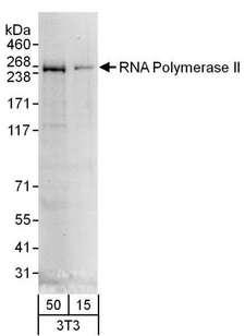 POLR2A / RNA polymerase II Antibody - Detection of Mouse RNA Polymerase II by Western Blot. Samples: Whole cell lysate (15 and 50 ug) from NIH3T3 cells. Antibodies: Affinity purified goat anti-RNA Polymerase II antibody used for WB at 1 ug/ml. Detection: Chemiluminescence with an exposure time of 30 seconds.