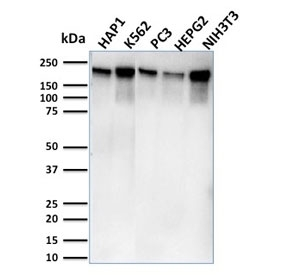 POLR2A / RNA polymerase II Antibody - Western blot testing of human HAP1, K562, PC3, HepG2, and mouse NIH3T3 lysate with POLR2A antibody. Routinely observed molecular weight: 200-250 kDa.
