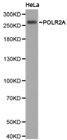 POLR2A / RNA polymerase II Antibody - Western blot of extracts of HeLa cell lines, using POLR2A antibody.