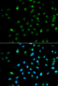 POLR2A / RNA polymerase II Antibody - Immunofluorescence analysis of HepG2 cells.