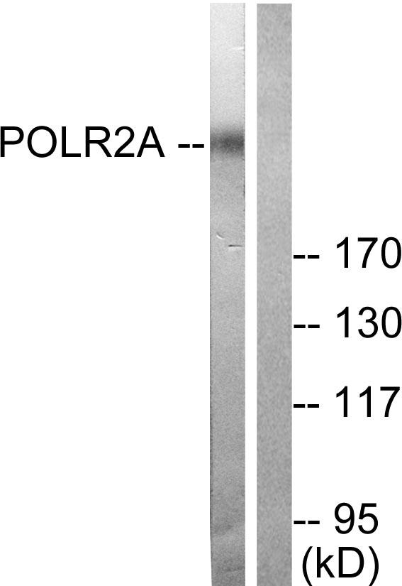 POLR2A / RNA polymerase II Antibody - Western blot analysis of extracts from COS7 cells treated with EGF (200ng/ml, 30min), using POLR2A (Ab-1619) antibody ( Line 1 and 2).