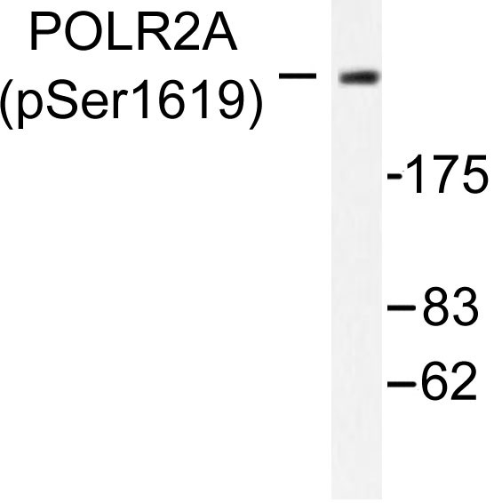 POLR2A / RNA polymerase II Antibody - Western blot of p-Rpb1 (S1619) pAb in extracts from MDA-MB-435 cells.
